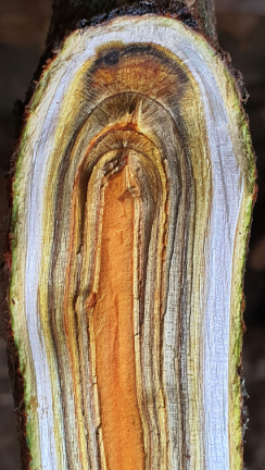 Krása dřeva